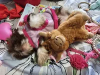 Sasha❤️, a female Shih Tzu for sale in Denver, CO – 2 of 7