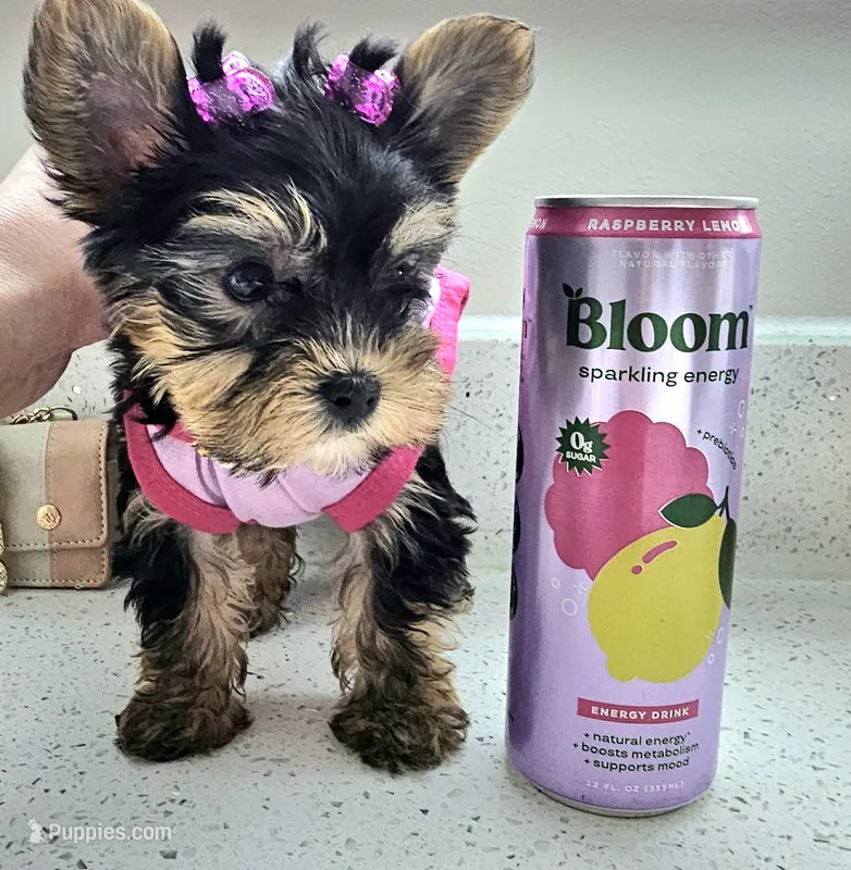 Candy – Yorkshire Terrier puppy for sale in Dallas, TX