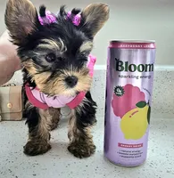 Candy, a female Yorkshire Terrier for sale in Dallas, TX – 1 of 6
