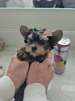 Candy, a female Yorkshire Terrier for sale in Dallas, TX – 5 of 6