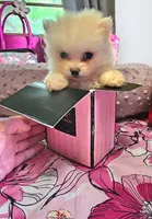 Micro Daisy💛, a female Pomeranian for sale in Denver, CO – 6 of 7
