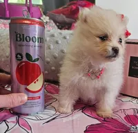 Micro Daisy💛, a female Pomeranian for sale in Denver, CO – 5 of 7