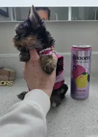Candy, a female Yorkshire Terrier for sale in Dallas, TX – 3 of 6