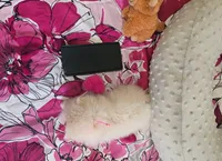 Micro Daisy💛, a female Pomeranian for sale in Denver, CO – 2 of 7