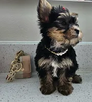 Candy, a female Yorkshire Terrier for sale in Dallas, TX – 6 of 6