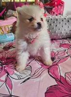Micro Daisy💛, a female Pomeranian for sale in Denver, CO – 4 of 7