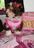 Sasha❤️, a female Shih Tzu for sale in Denver, CO – 4 of 6