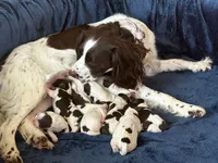 Blue Angel, a female English Springer Spaniel for sale in Lynchburg, VA – 2 of 9