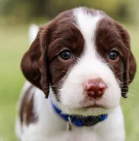 Blue Angel, a female English Springer Spaniel for sale in Lynchburg, VA – 1 of 9