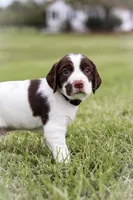 Midnight, a male English Springer Spaniel for sale in Lynchburg, VA – 2 of 5