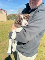 Blue Angel, a female English Springer Spaniel for sale in Lynchburg, VA – 8 of 9