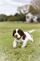 Midnight, a male English Springer Spaniel for sale in Lynchburg, VA – 3 of 5