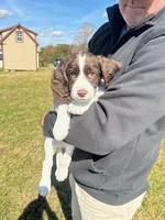 Blue Angel, a female English Springer Spaniel for sale in Lynchburg, VA – 5 of 9