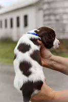 Blue Angel, a female English Springer Spaniel for sale in Lynchburg, VA – 6 of 9