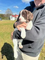 Blue Angel, a female English Springer Spaniel for sale in Lynchburg, VA – 7 of 9