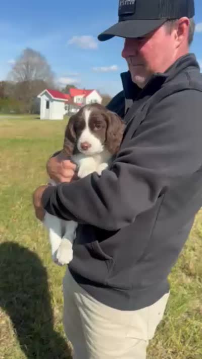 Blue Angel, a female English Springer Spaniel for sale in Lynchburg, VA – 9 of 9