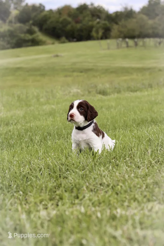 Midnight – English Springer Spaniel puppy for sale in Lynchburg, VA