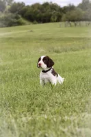 Midnight, a male English Springer Spaniel for sale in Lynchburg, VA – 1 of 5