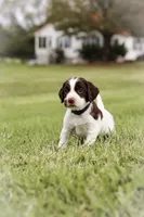 Midnight, a male English Springer Spaniel for sale in Lynchburg, VA – 4 of 5