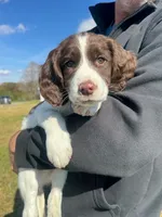 Blue Angel, a female English Springer Spaniel for sale in Lynchburg, VA – 4 of 9