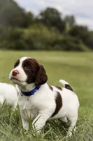 Blue Angel, a female English Springer Spaniel for sale in Lynchburg, VA – 3 of 9