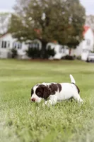 Midnight, a male English Springer Spaniel for sale in Lynchburg, VA – 5 of 5