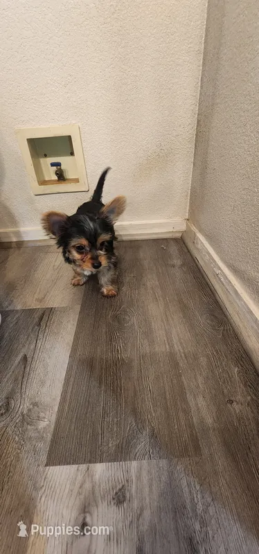 BABY1 – Yorkshire Terrier puppy for sale in Salida, CA