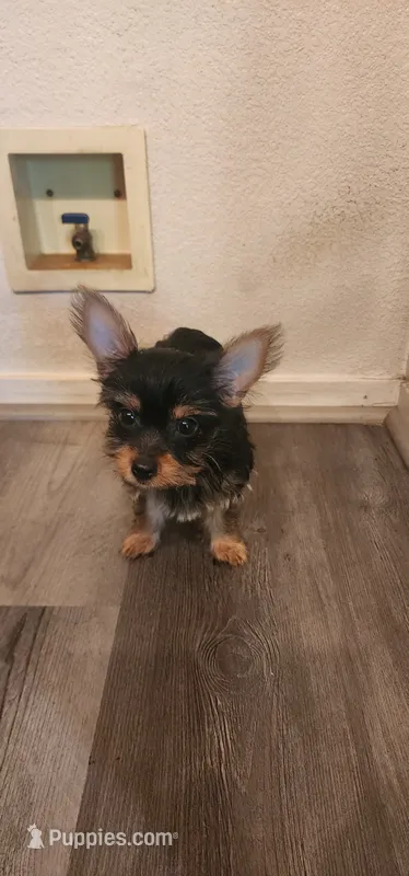 Baby#3 – Yorkshire Terrier puppy for sale in Salida, CA