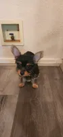 Baby#3, a female Yorkshire Terrier for sale in Salida, CA – 1 of 1