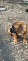 Pat, a female Cane Corso for sale in Terre Haute, IN – 2 of 4