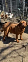 Pat, a female Cane Corso for sale in Terre Haute, IN – 4 of 4