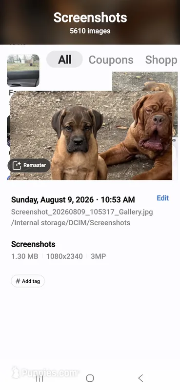 Pat – Cane Corso puppy for sale in Terre Haute, IN
