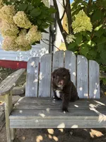Taylor , a male Australian Shepherd for sale in Morgan, VT – 3 of 3