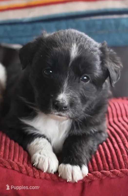 Gretchen  – Australian Shepherd puppy for sale in Morgan, VT