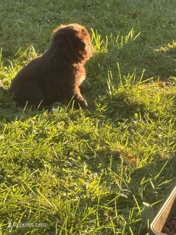 Taylor  – Australian Shepherd puppy for sale in Morgan, VT