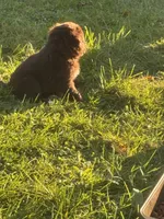Taylor , a male Australian Shepherd for sale in Morgan, VT – 1 of 3