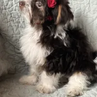 Pixi, a female Pomeranian and Yorkshire Terrier for sale in Morgan, VT – Photo 1 of 5