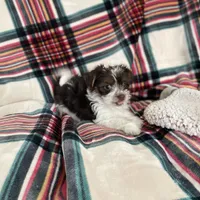 Pixi, a female Pomeranian and Yorkshire Terrier for sale in Morgan, VT – Photo 3 of 5