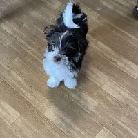 Pixi, a female Pomeranian and Yorkshire Terrier for sale in Morgan, VT – Photo 2 of 5