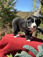 Martin , a male Australian Shepherd for sale in Morgan, VT – 2 of 4
