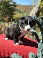 Martin , a male Australian Shepherd for sale in Morgan, VT – 3 of 4