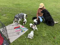 Martin , a male Australian Shepherd for sale in Morgan, VT – 4 of 4