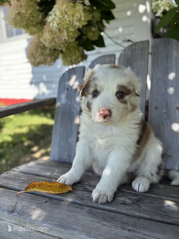 Gibson  – Australian Shepherd puppy for sale in Morgan, VT