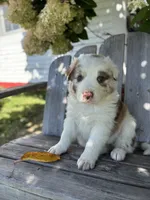 Gibson , a male Australian Shepherd for sale in Morgan, VT – 1 of 2