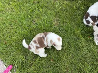 Gibson , a male Australian Shepherd for sale in Morgan, VT – 2 of 2