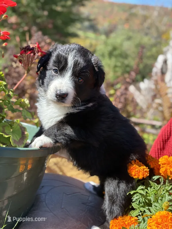 Martin  – Australian Shepherd puppy for sale in Morgan, VT