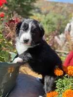 Martin , a male Australian Shepherd for sale in Morgan, VT – 1 of 4