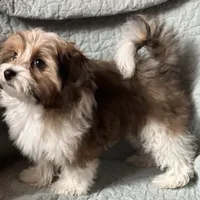 Marty, a male Pomeranian and Yorkshire Terrier for sale in Morgan, VT – Photo 2 of 5