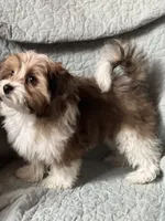 Marty, a male Pomeranian and Yorkshire Terrier for sale in Morgan, VT – Photo 2 of 5