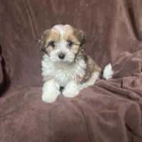 Marty, a male Pomeranian and Yorkshire Terrier for sale in Morgan, VT – Photo 4 of 5